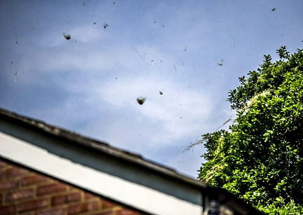 Ӣ����������콵���ɲ��ꡱ