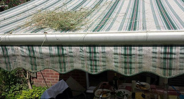 Ӣ����������콵���ɲ��ꡱ