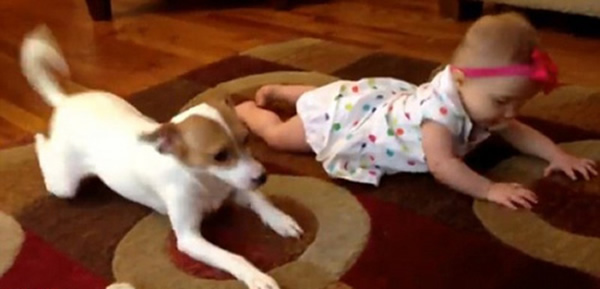 美国佐治亚州亚特兰大市一只宠物狗教婴儿爬行的视频走红