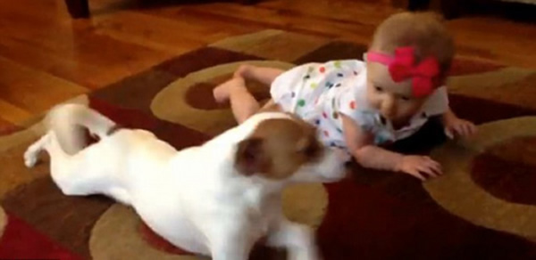 美国佐治亚州亚特兰大市一只宠物狗教婴儿爬行的视频走红