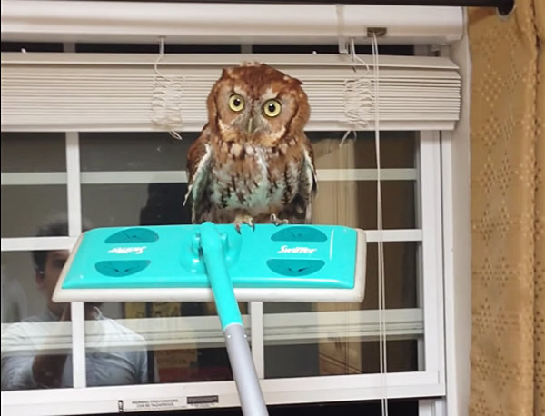 野生猫头鹰飞进家里