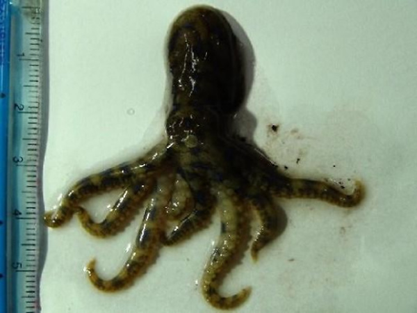 �������ݵ������ذ��������־綾��������