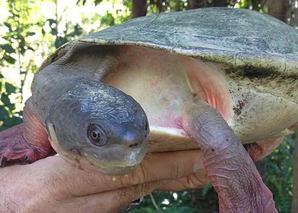 齿缘癞颈龟被人用鱼钩挂于树上,以吸引咸水鳄鱼。