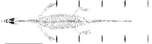 ���������ˮ�л�����֫ǰ��ʱ����̬����ǰ��ʱǰ֫��ˮ�����ºۼ���