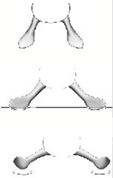 �����������Ӿʱ��ǰ֫�����������˶�������ˮ�����ºۼ���