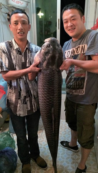 泰顺魏老伯两粒玉米钓上一条74斤重螺蛳青鱼