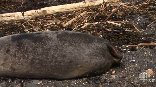 加拿大魁北克圣安妮山脉与路易斯山之间的河岸发现至少5只无头海豹的尸体