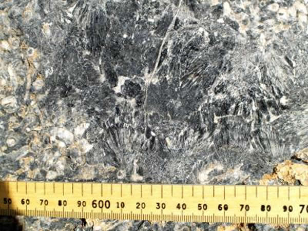 纳米比亚发现有5.48亿年之久的珊瑚礁