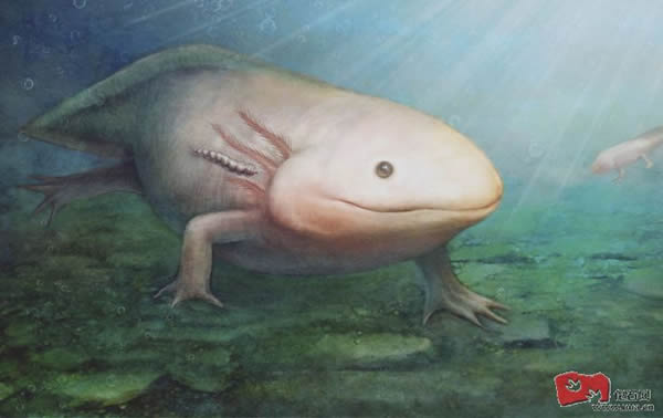 奇异虫很可能寄生于蝾螈鳃后部的皮肤或其它隐蔽部位,吸食血液或体液,堪称为侏罗纪的水中“吸血鬼”。