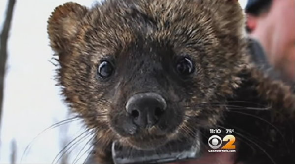 ����ŦԼ���ʿ�˹��һֻ�����ڽ��ϵ�����