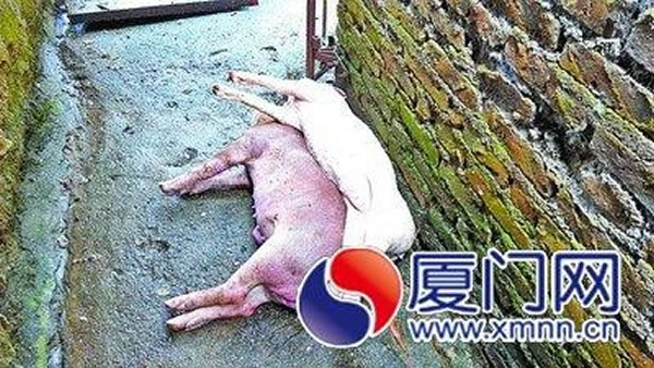 福建厦门3米多长巨蟒夜袭养猪场 吞下一只小猪勒死两只