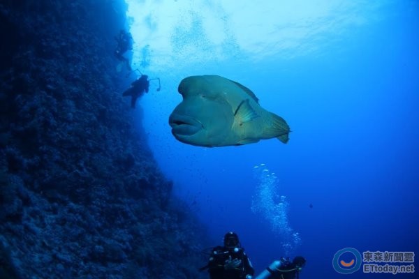 濒危的龙王鲷喜爱栖息在珊瑚礁海域,又称「珊瑚礁鱼王」。(图/中研院生物多样性研究中心研究员郑明修博士提供。)
