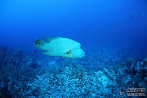 濒危的龙王鲷喜爱栖息在珊瑚礁海域,又称「珊瑚礁鱼王」。(图/中研院生物多样性研究中心研究员郑明修博士提供。)