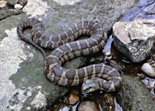 ����֥�Ӹ�������С������ά�����ճ��ִ�������