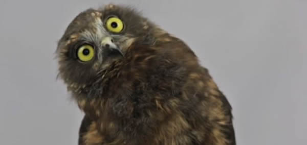 ������һ�Ҵ�����֯Ӫ�ȵ�Сèͷӥ�ھ���ǰ������������������