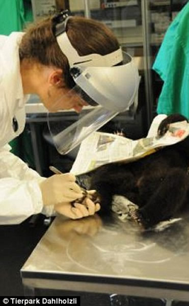 瑞士动物园一只小棕熊遭到爸爸暴力攻击 园方反而将它安乐死引起众怒