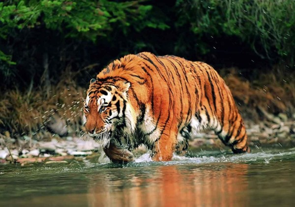 ӡ�����ӳ˴��ڵ��ع��ҹ�԰׽зʱ��һֻ�ϼ�����Ϯ����������