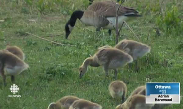 加拿大渥太华一名女子骑自行车时被两只成年加拿大黑雁攻击