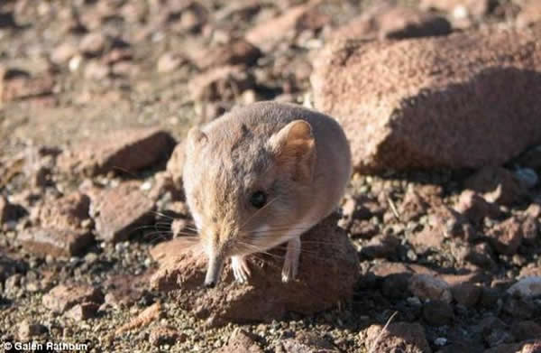 科学家发现象鼩新物种——圆耳象鼩
