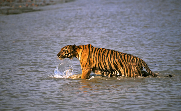 ӡ���ϼ�����