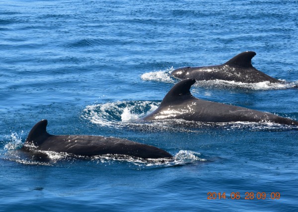 领航鲸在海中畅游