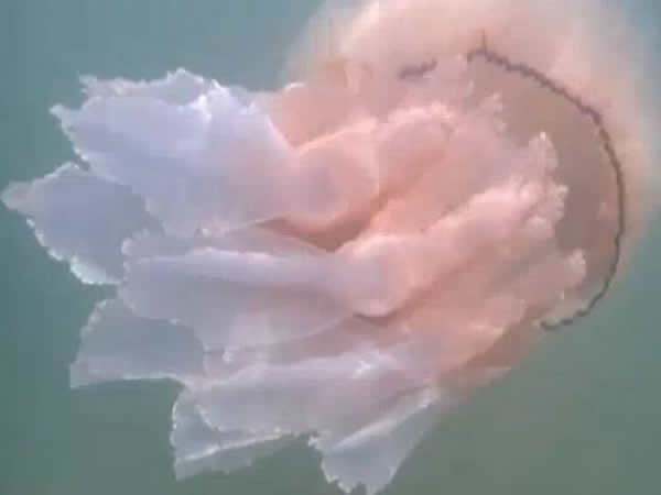 Ӣ�����ֶ����ϲ��������־���Ͱˮĸ �빷ͬ��Ӿ