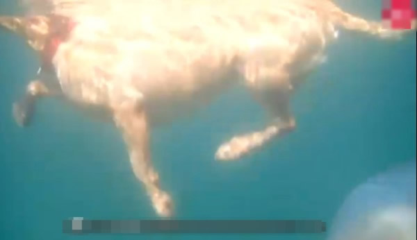 Ӣ�����ֶ����ϲ��������־���Ͱˮĸ �빷ͬ��Ӿ