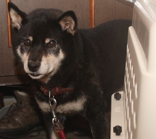 日本金泽市一只柴犬狂吠吓退黑熊护主