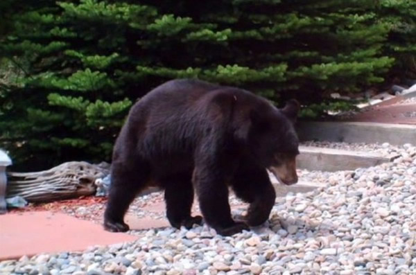 美国科罗拉多州一头熊钻进一户人家的水桶里洗澡