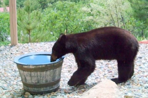 美国科罗拉多州一头熊钻进一户人家的水桶里洗澡