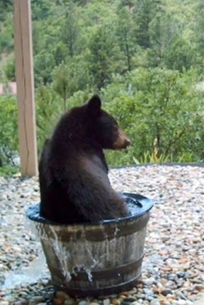 美国科罗拉多州一头熊钻进一户人家的水桶里洗澡