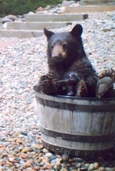 美国科罗拉多州一头熊钻进一户人家的水桶里洗澡