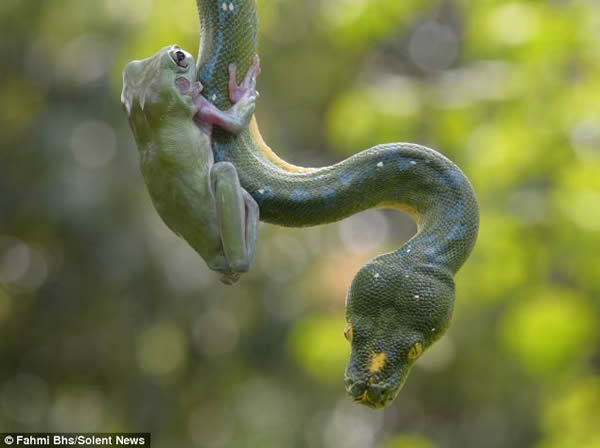 印尼雅加达动物园一只绿树蛙爬在一条蟒蛇身上荡秋千