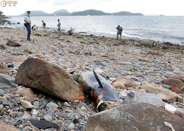 ��۱�����ʯ̲���ֺ���ʬ��