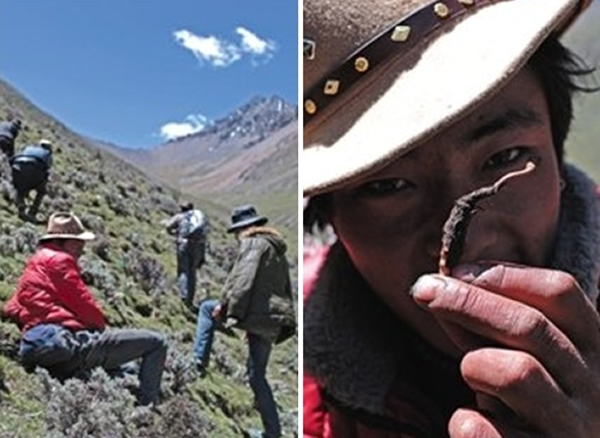 ����˳��ɽ��б��Ѱ��ϸС�ĳ�ݣ��󣩡�15���ǿ��˹���ڵó�ݡ�