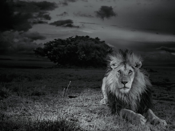 狮子会杀狮子。为了捍卫它的利益,公狮C小子每日(和每夜)都面对这样的危险。 Photograph by Michael Nichols