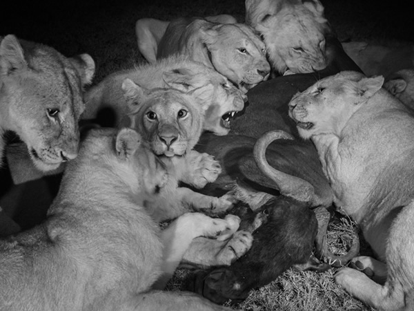 望比狮群中较大的幼狮和一只成年母狮(左五)大啖牛羚。没有月亮的暗夜时分是最佳的狩猎时机,因为这种时候猫科动物比它们的猎物看得更清楚。这些黑白照片以红外线拍摄,能