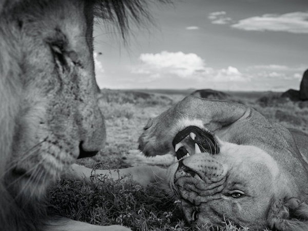C小子和一只望比母狮在交配空档稍事休息。母狮在发情期会被单一公狮伴侣独占好几天。深色的狮鬃代表身强体健,因此母狮偏爱像C小子这种拥有深色鬃毛的公狮。 Photo