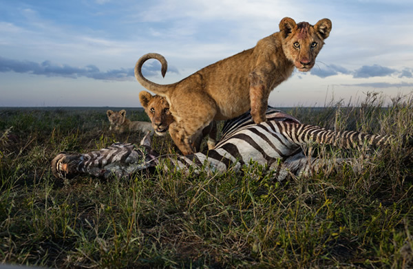 东辛巴狮群的幼狮虽然还不到能够捕猎的年纪,却已经大到想要吃肉。成年母狮负责狩猎,有时公狮也会加入。雨季时,斑马和牛羚是它们偏好的猎物。 Photograph b