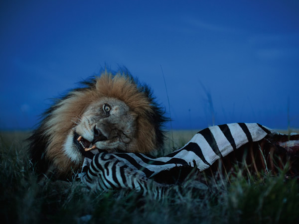 公狮经常行使自己的特权。望比的母狮与幼狮在C小子的低吼警告后退到一旁等待,由它先行享用这匹斑马。晚点就会轮到它们。 Photograph by Michael