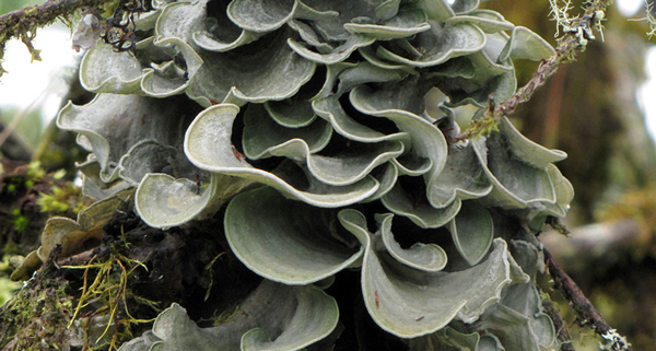 形成地衣的真菌可能代表数百种未被发现的物种