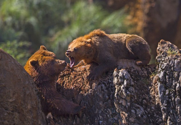 西班牙国家公园一只母棕熊冲着一只公熊怒吼