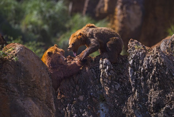 西班牙国家公园一只母棕熊冲着一只公熊怒吼