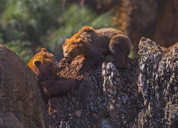 西班牙国家公园一只母棕熊冲着一只公熊怒吼