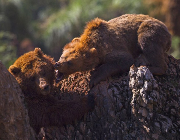 西班牙国家公园一只母棕熊冲着一只公熊怒吼