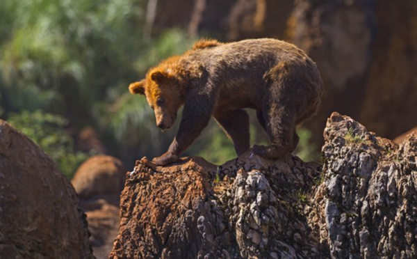 西班牙国家公园一只母棕熊冲着一只公熊怒吼