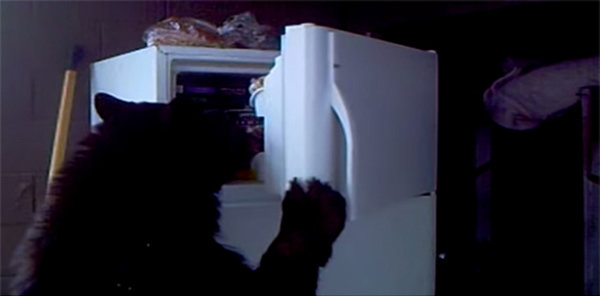 加拿大一只黑熊入室打开冰箱偷东西吃