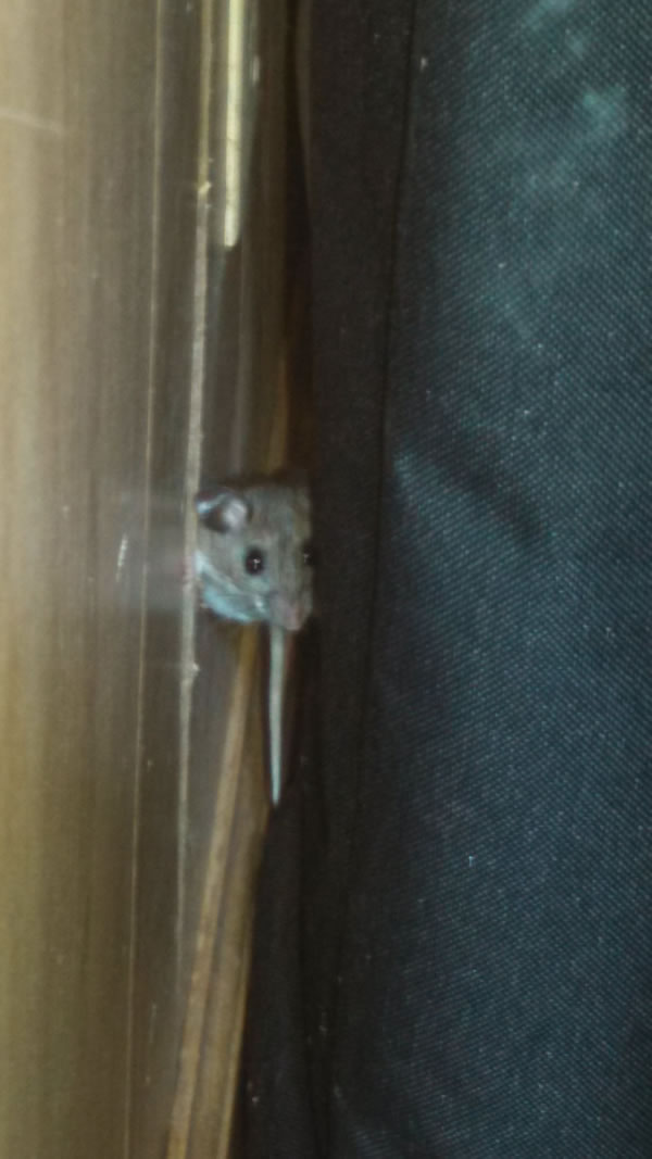 ��������߳��ı���