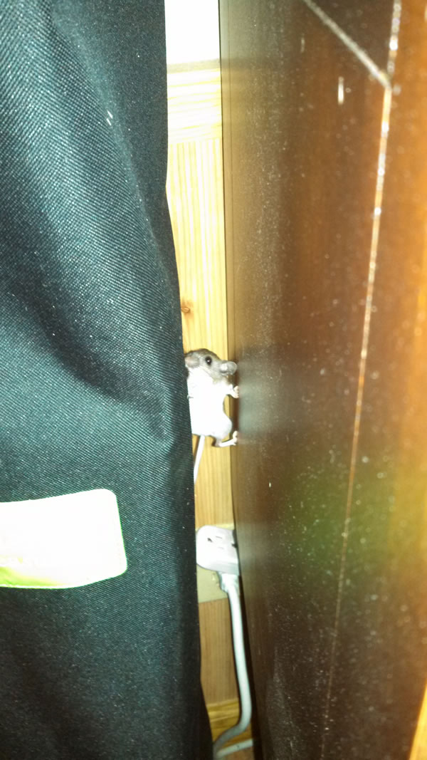 ��������߳��ı���