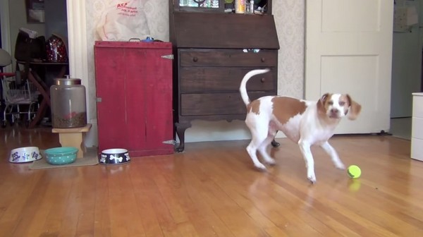 ����׼��100��Ƥ����Ϊ�������� ����һֻ�׸�³������